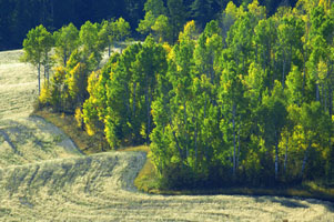 Grouse Creek trees 7